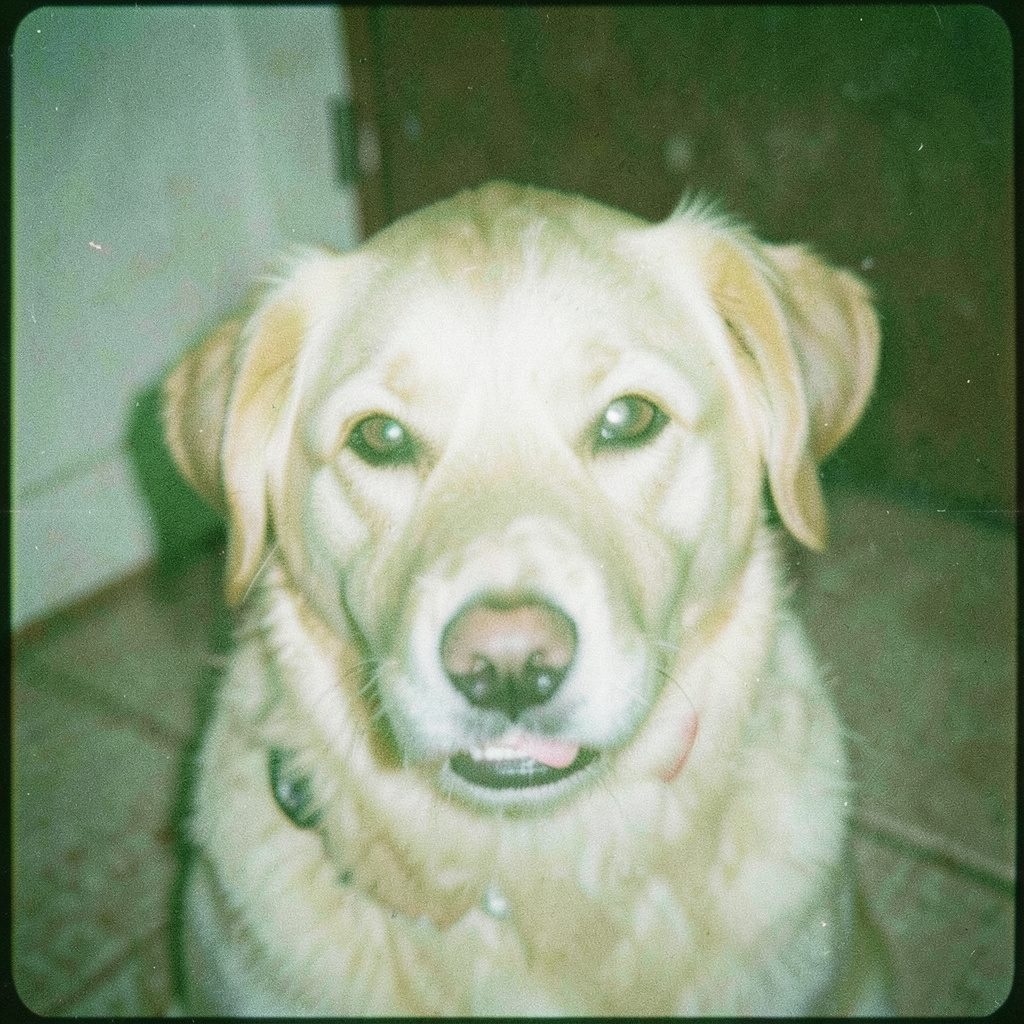 A goofy dog and a laughing kid sharing a silly moment together, bright daylight with warm golden tones, playful grainy film photograph