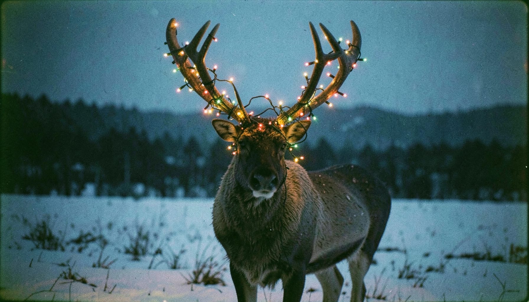 Analog film image of a reindeer with tangled Christmas lights wrapped around its antlers, standing in a snowy field at dusk with deep blues and warm amber glow.