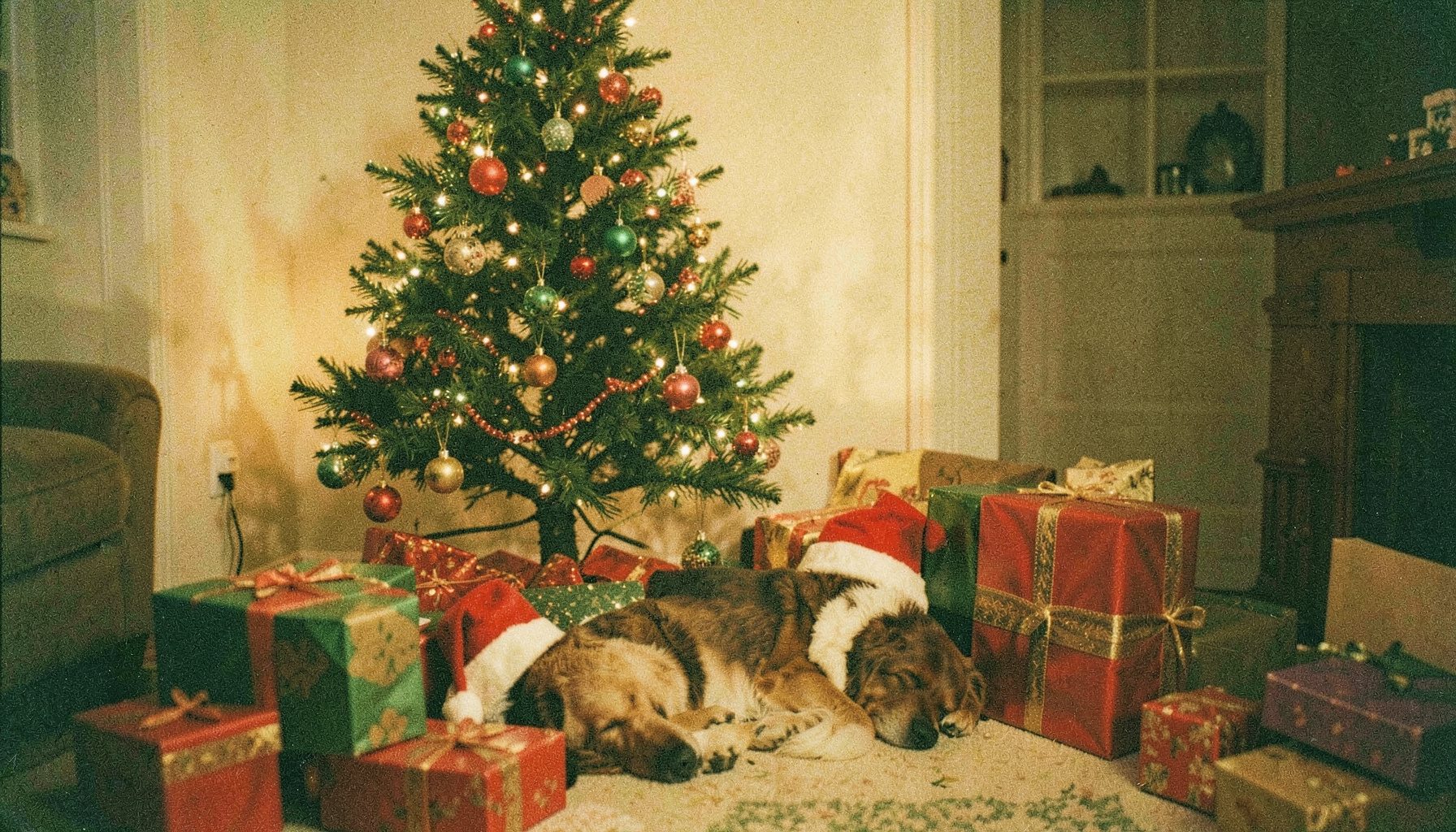 A warm analog film photograph with visible grain showing a cozy holiday living room scene: a slightly crooked Christmas tree with mismatched ornaments, a Santa hat perched on a sleeping dog, and wrapped presents scattered in cheerful reds, greens, and golds against soft amber indoor lighting.
